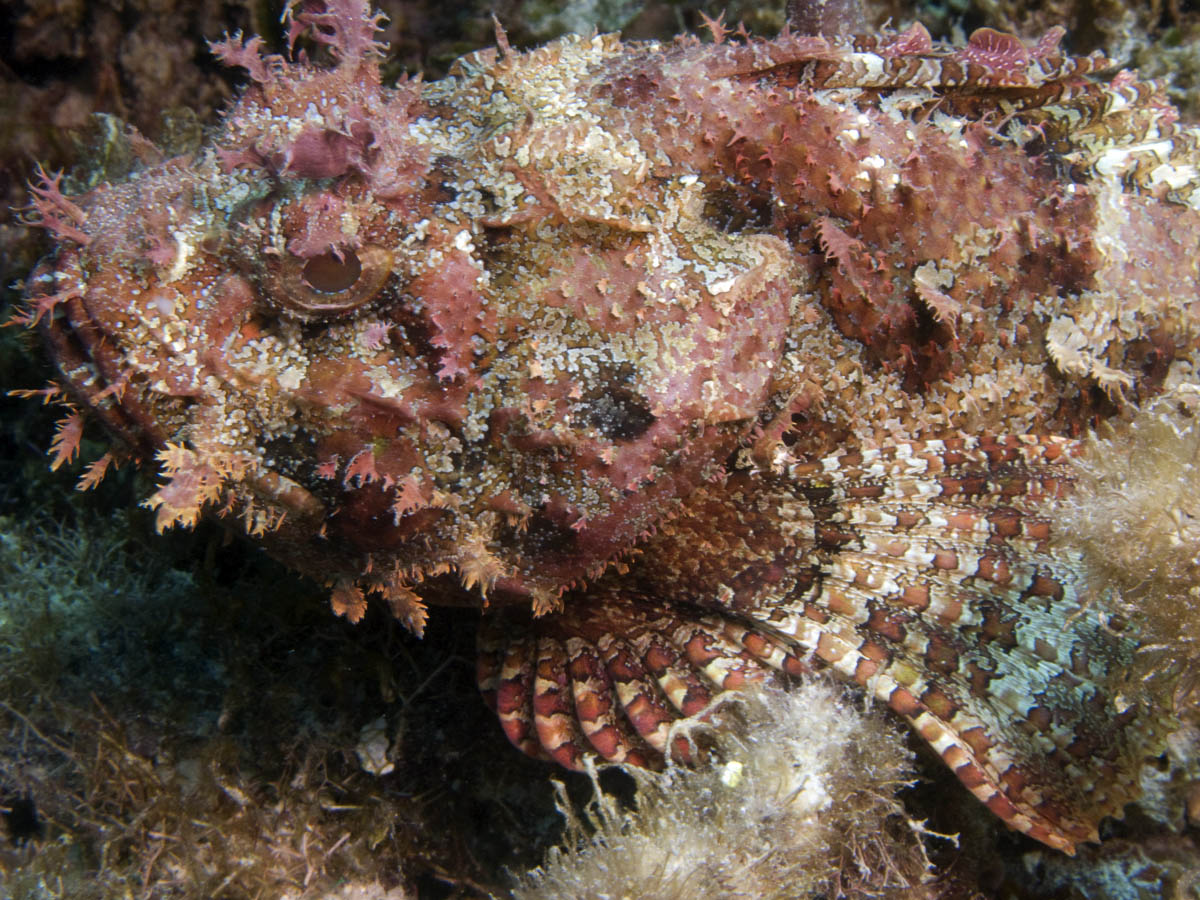 Barbfish at Little French Cay Reef